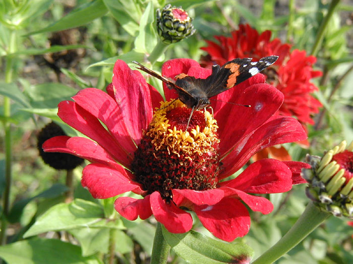 Motyl